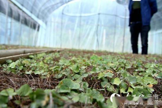 核桃之鄉覓良方 中草藥科技與產業升級的技術咨詢路徑