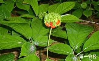 西洋參主要病害的癥狀及防治要點