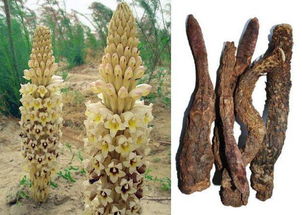 中草藥科技領(lǐng)域技術(shù)咨詢(xún) 定義、范疇與價(jià)值解析