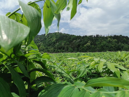 科研機(jī)構(gòu)與中醫(yī)藥產(chǎn)業(yè)聯(lián)姻 祁門(mén)縣以中草藥科技咨詢(xún)力促高質(zhì)量發(fā)展